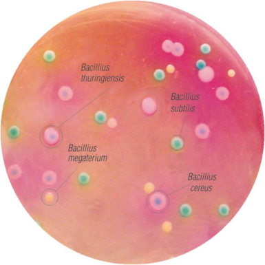 HiCrome Bacillus Agar M1651