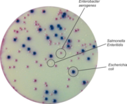 HiCrome Chromogenic Coliform Agar (CCA) M1991I