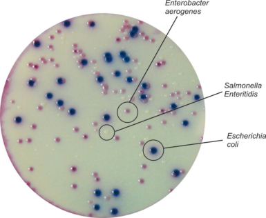 HiCrome Chromogenic Coliform Agar (CCA) M1991I