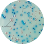 HiCrome Coliform Agar, Modified M1832