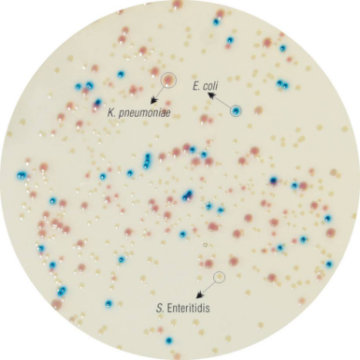 HiCrome Coliform Agar w/SLS M1300