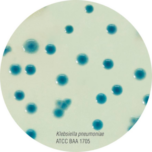 HiCrome KPC Agar Base M1831