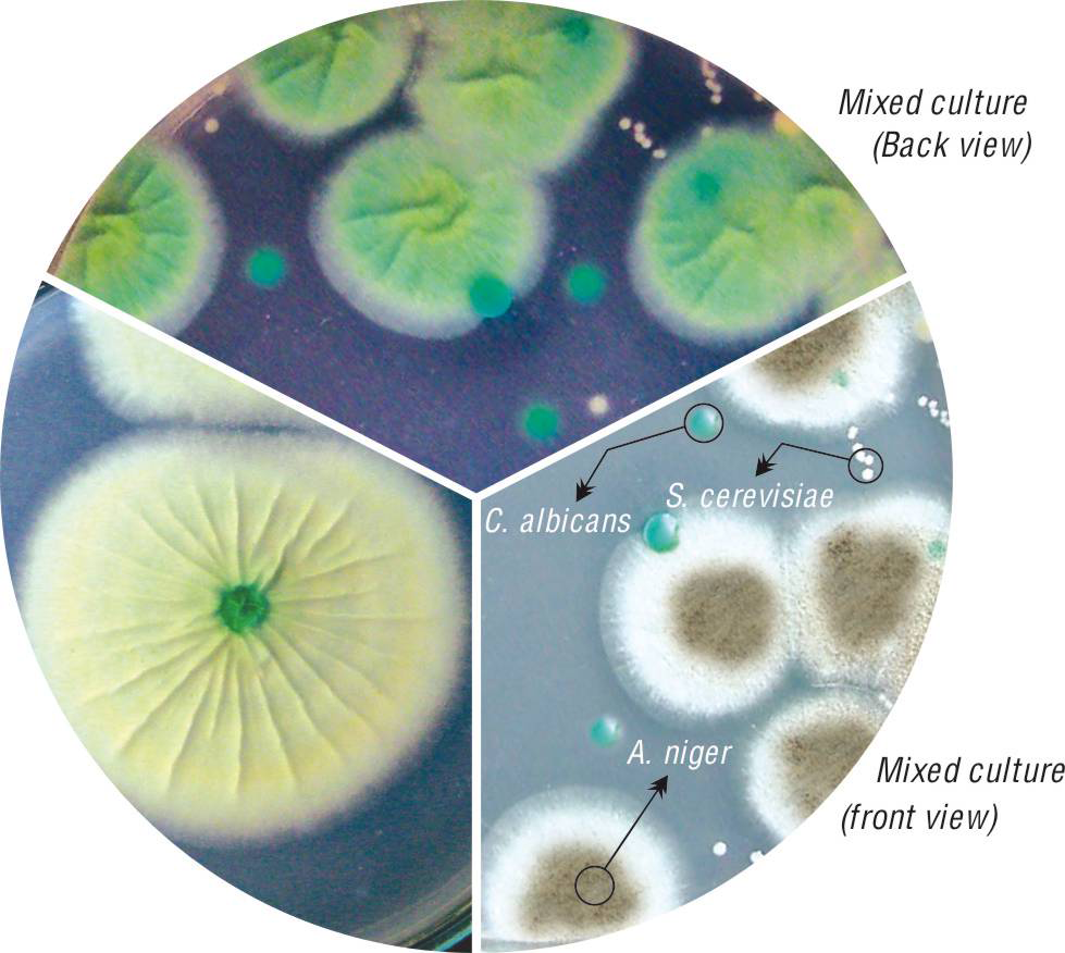 HiCrome OGYE Agar Base M1467