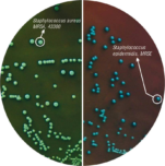 HiCrome Rapid MRSA Agar Base M1974
