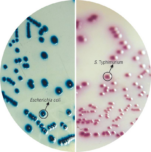 HiCrome Salmonella Agar M1296