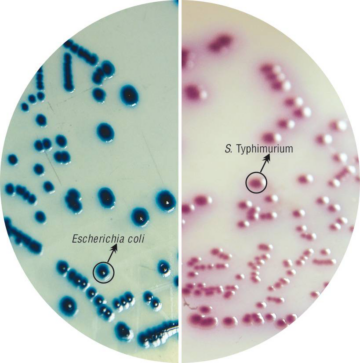 HiCrome Salmonella Agar M1296