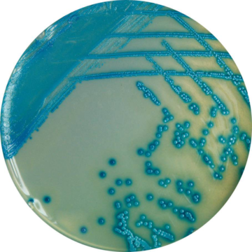 HiCrome Staph Agar Base, Modified M1837