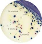 HiCrome UTI Agar M1353R