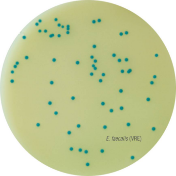 HiCrome VRE Agar Base M1830