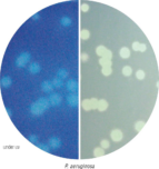 Hifluoro Pseudomonas Agar Base M1469