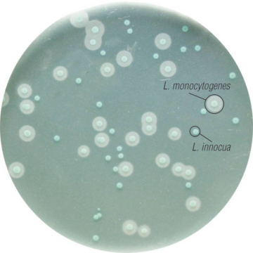 HiCrome L. mono Differential Agar Base M1540